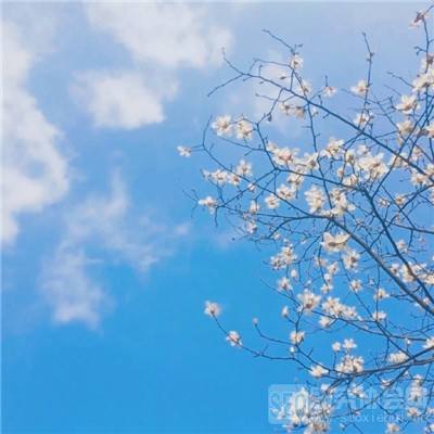 二战风云2虫虫助手版下载